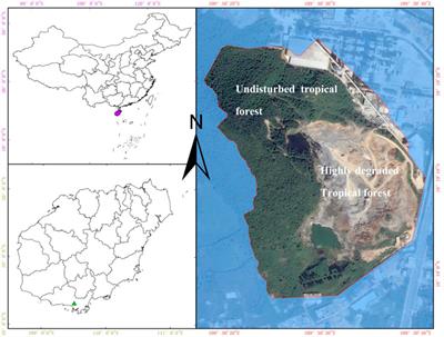 Bombax ceiba is a Good Native Tree Species for Performing Reforestation to Restore Highly Degraded Tropical Forests in Hainan Island, China